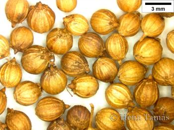 Coriandrum sativum L. 3.Kép