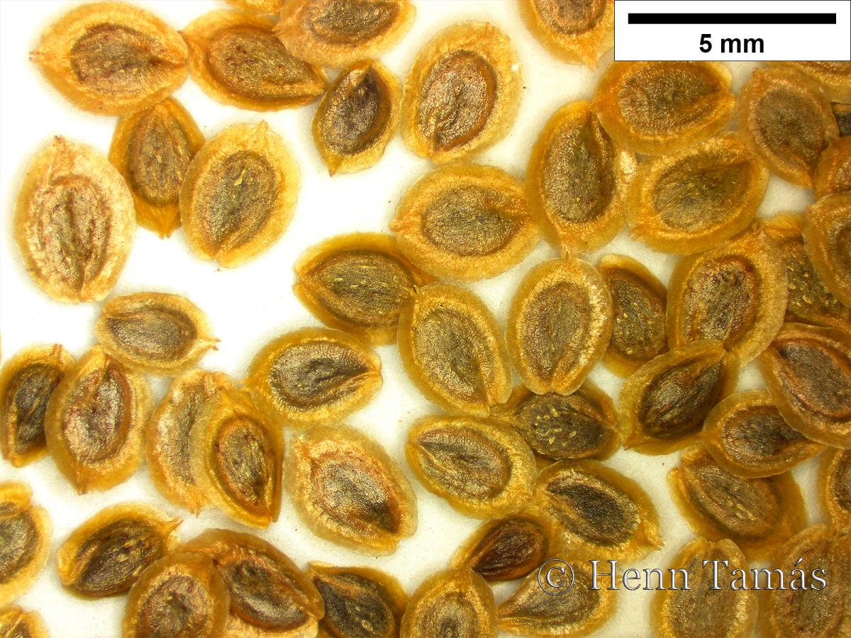 Corispermum leptopterum (Asch.) Iljin