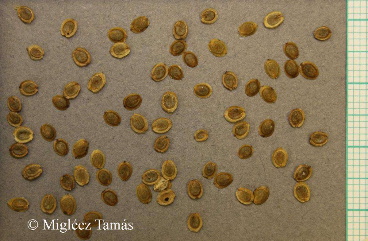 Corispermum nitidum Kit.