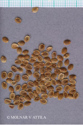 Corispermum nitidum Kit. 2.Image