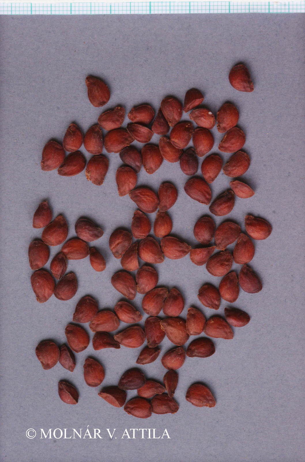 Cormus domestica (L.) Spach