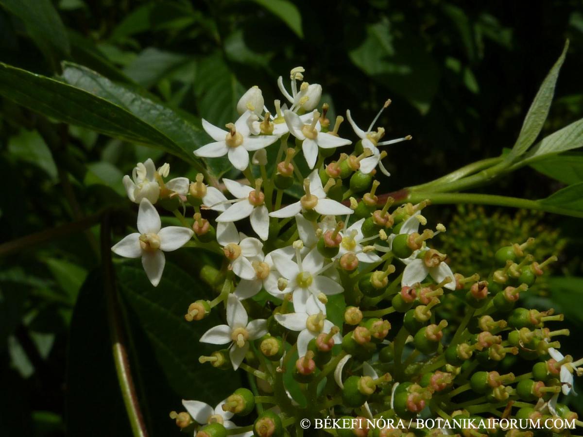 Cornus alba L.