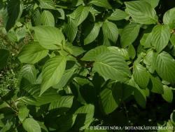 Cornus alba L. 2.Image