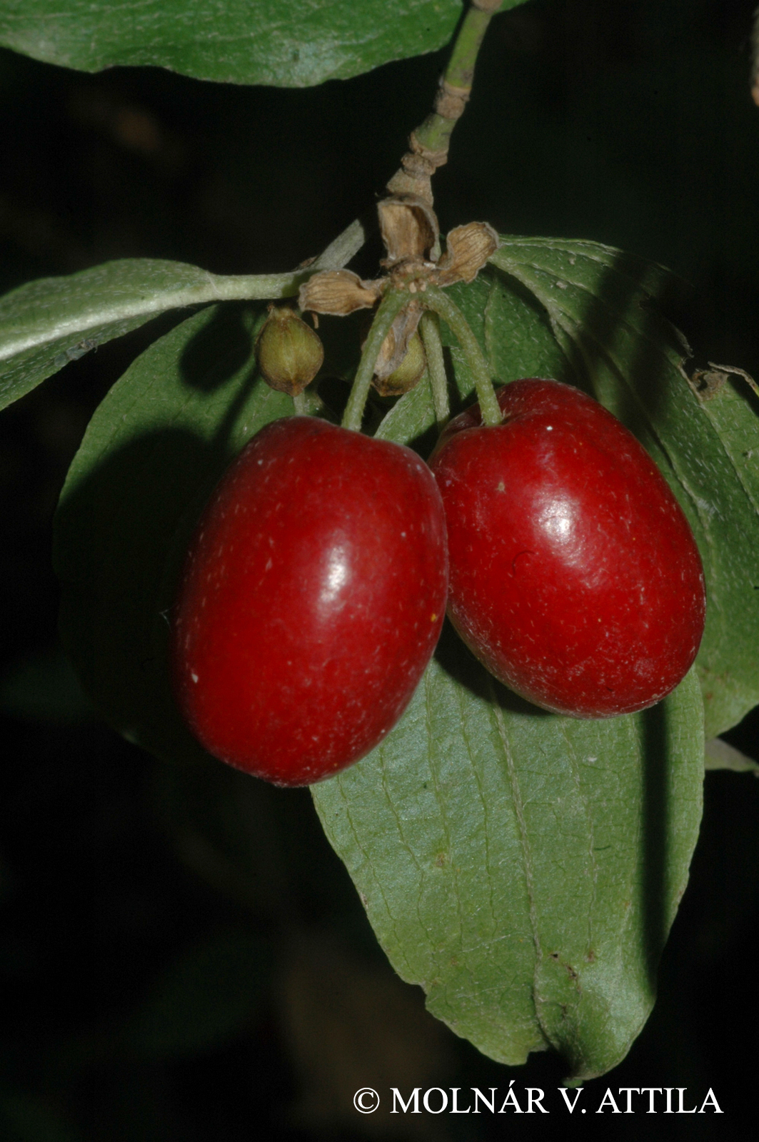Cornus mas L.