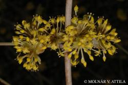 Cornus mas L. 2.Image