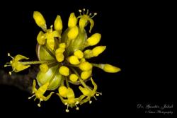 Cornus mas L. 3.Image