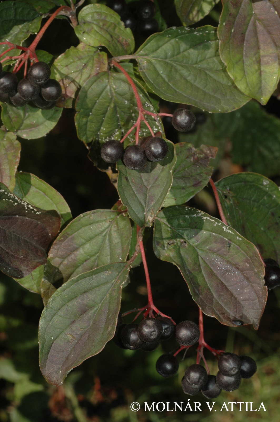 Cornus sanguinea L.