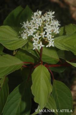 Cornus sanguinea L. 2.Image