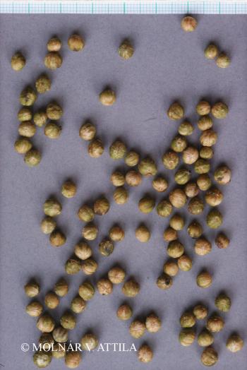 Cornus sanguinea L. 3.Image