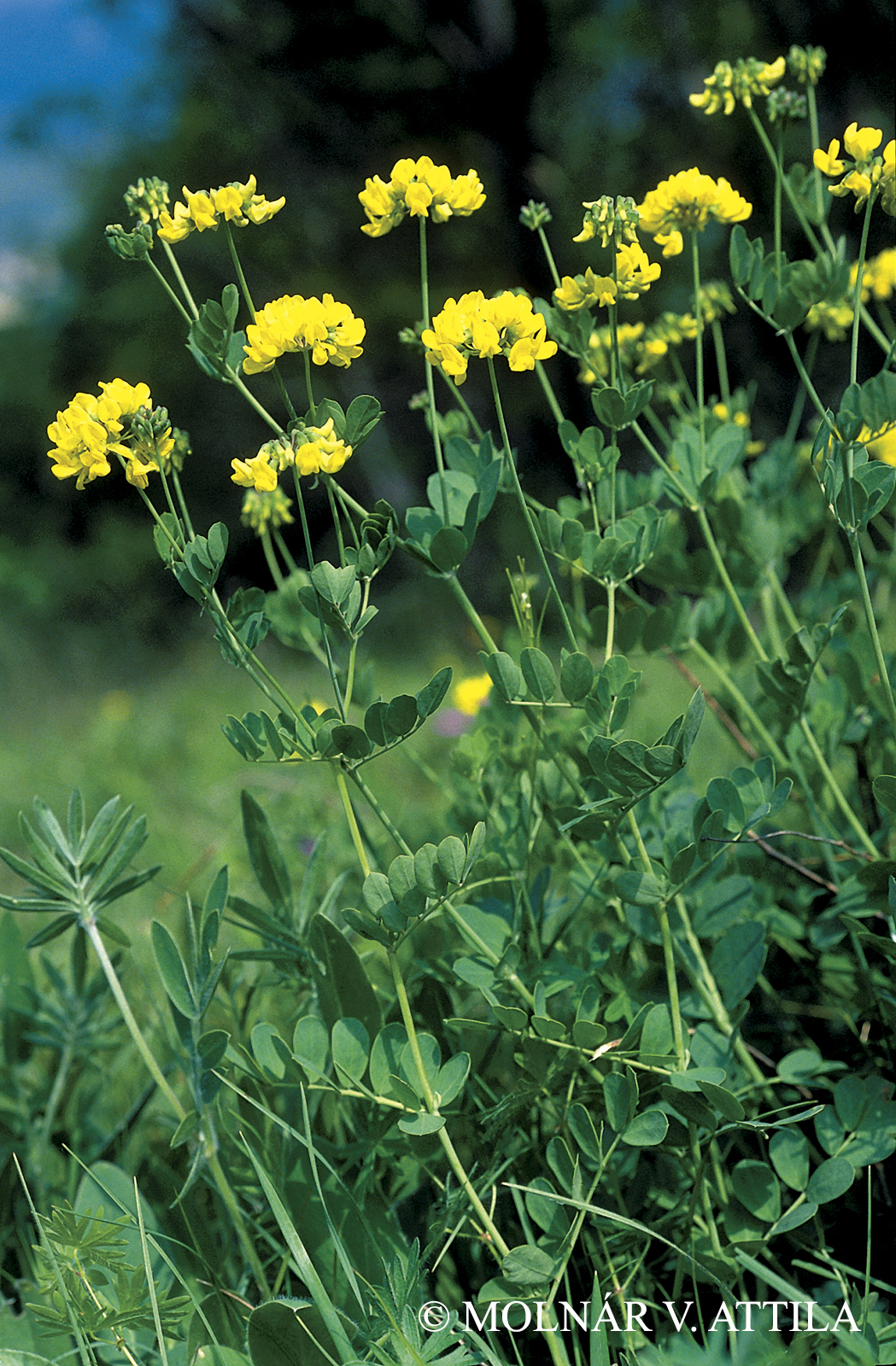 Coronilla coronata L.