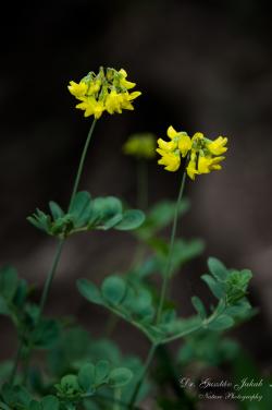 Coronilla coronata L. 2.Kép