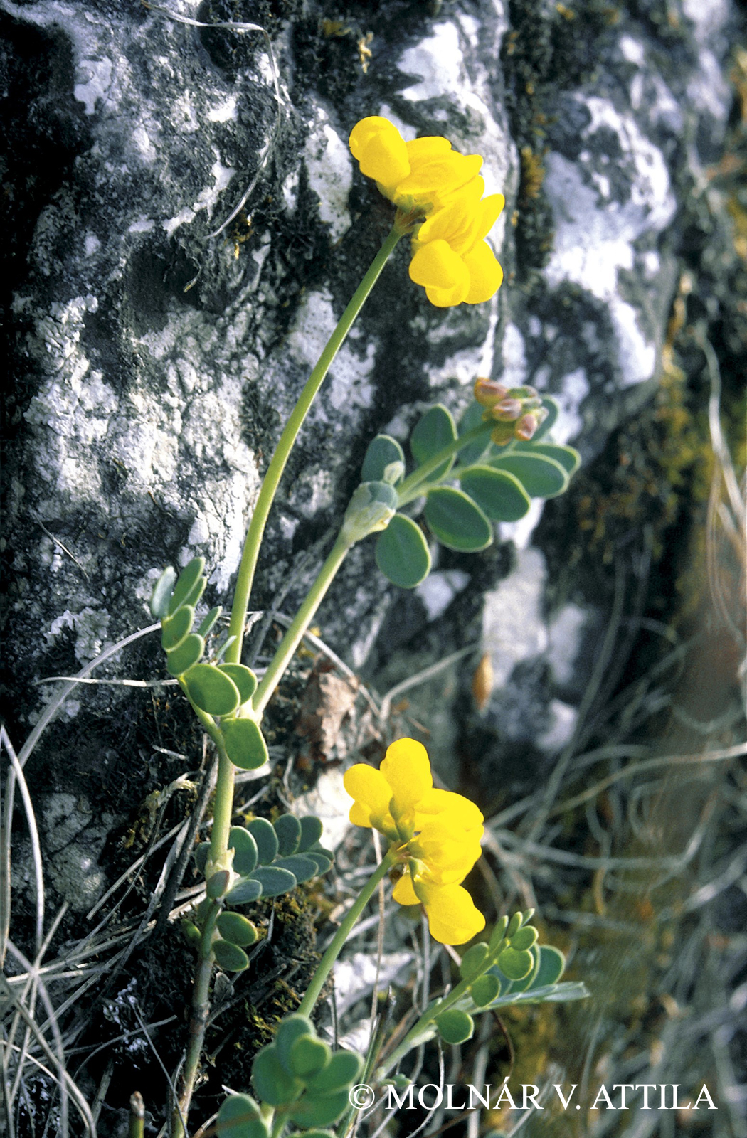 Coronilla vaginalis Lam.