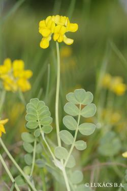 Coronilla vaginalis Lam. 2.Image