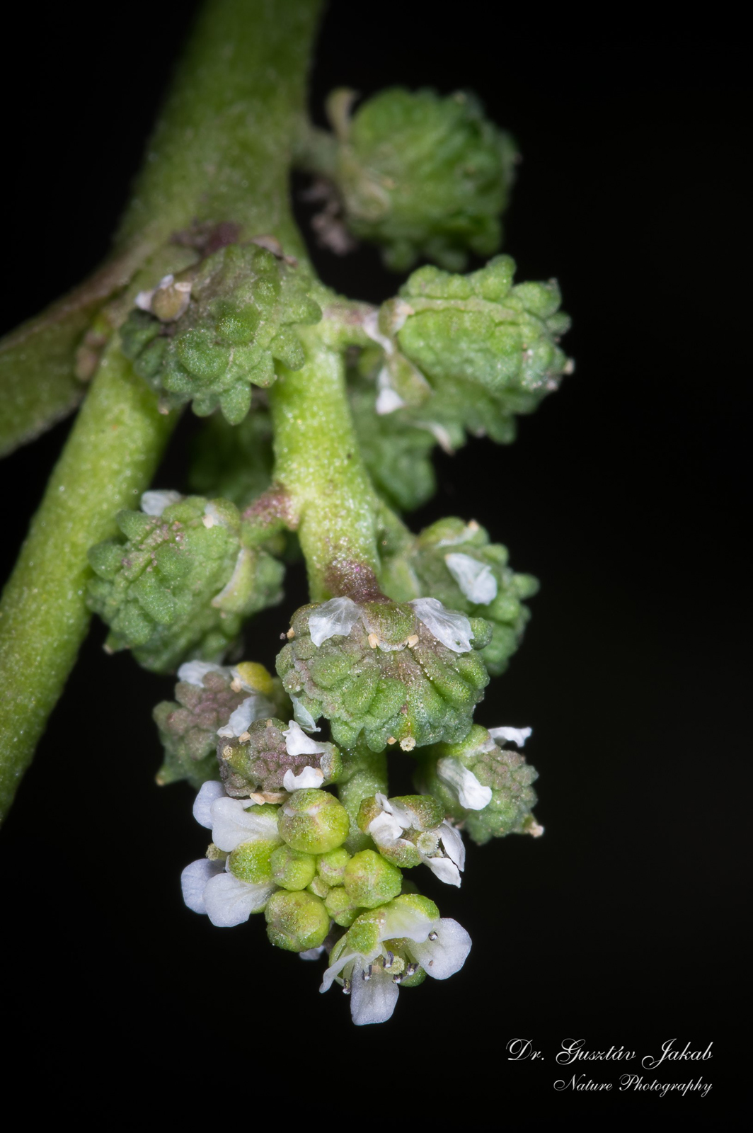 Coronopus squamatus (Forssk.) Asch.
