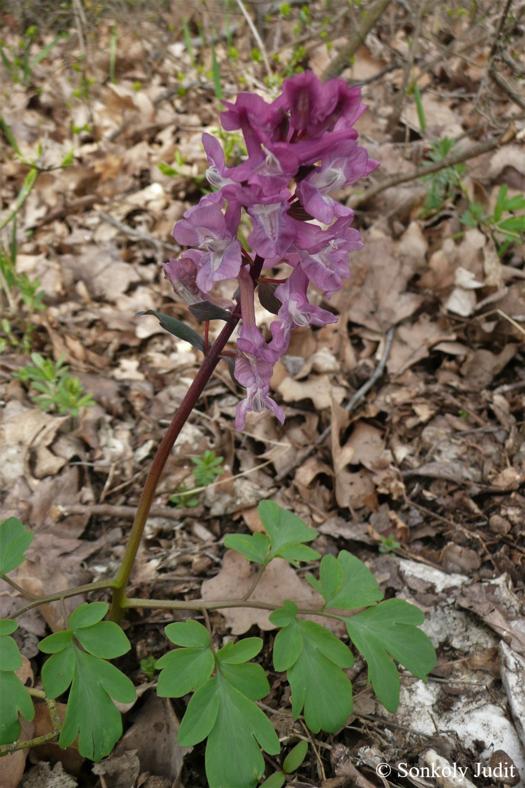 Corydalis cava L.