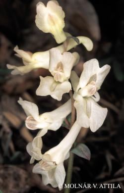 Corydalis cava L. 2.Kép