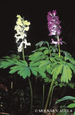 Corydalis cava L. 3.Kép