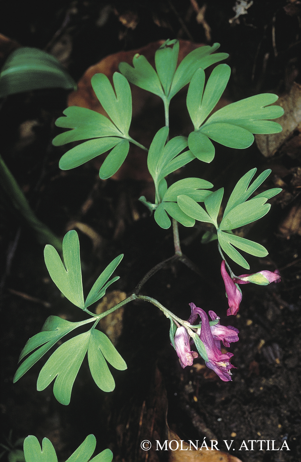Corydalis intermedia Link