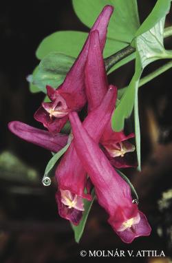 Corydalis intermedia Link 2.Kép