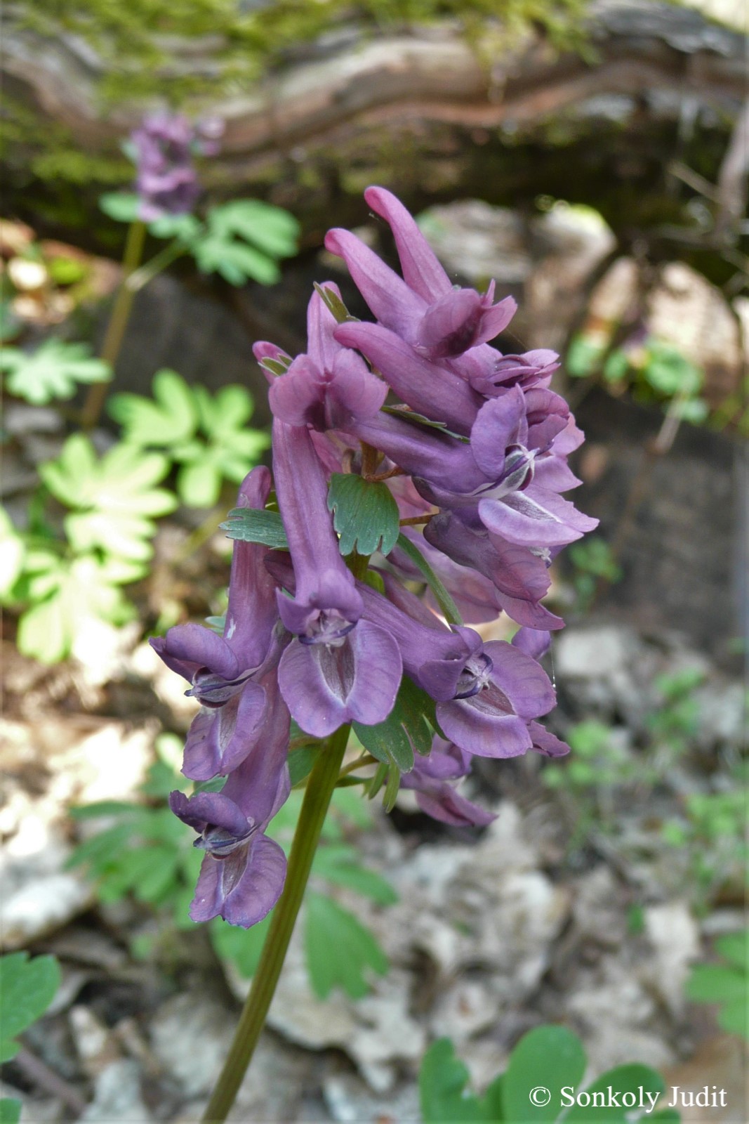 Corydalis solida L.