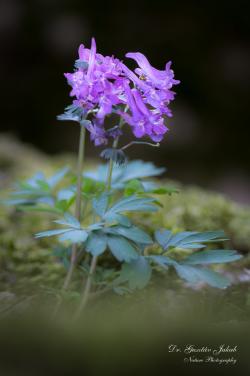 Corydalis solida L. 2.Kép