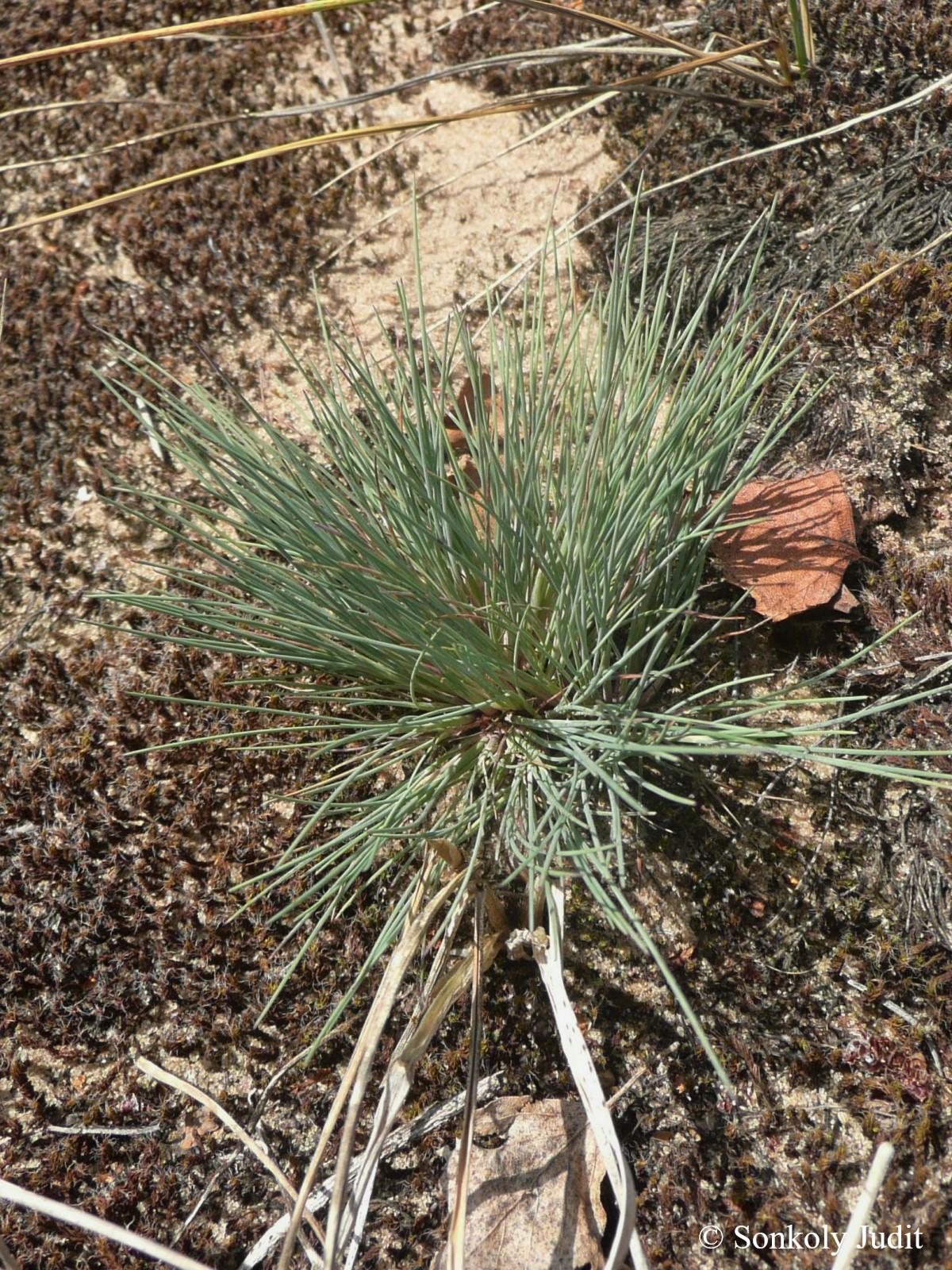 Corynephorus canescens (L.) Beauv.