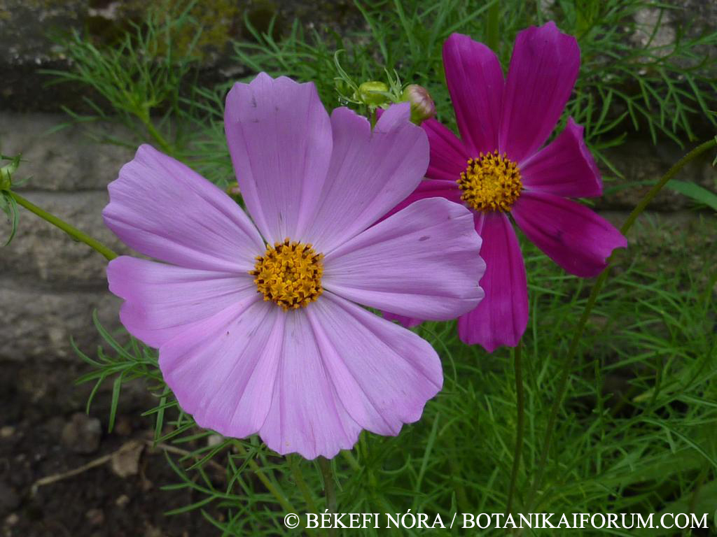 Cosmos bipinnatus Cav.