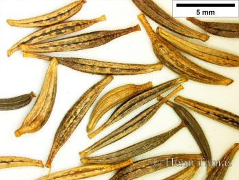 Cosmos bipinnatus Cav. 3.Kép