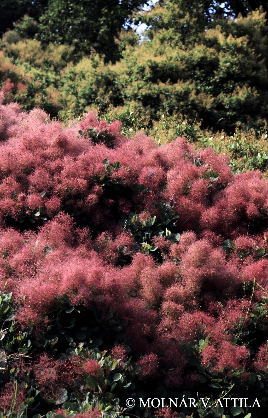 Cotinus coggygria Scop.