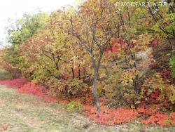 Cotinus coggygria Scop. 2.Kép