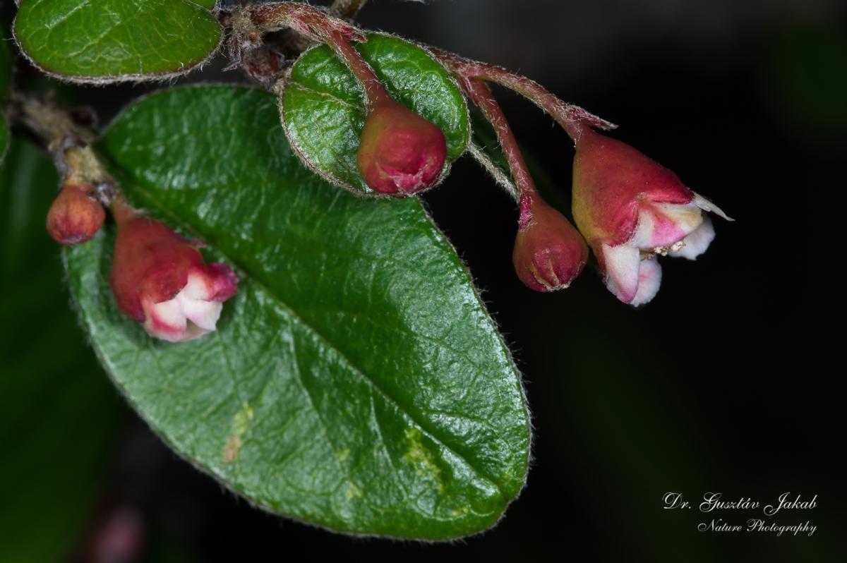 Cotoneaster integerrimus Medik.