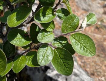 Cotoneaster integerrimus Medik. 2.Kép