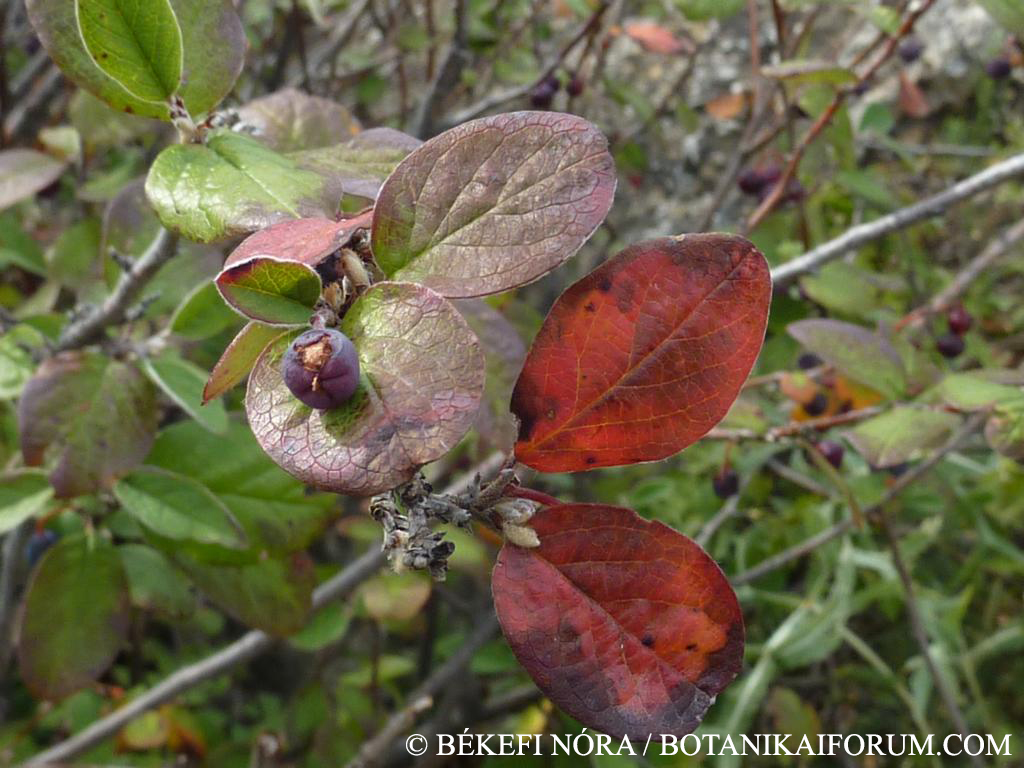 Cotoneaster niger (Thunb.) Fr. s. l.