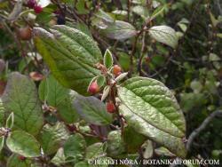Cotoneaster niger (Thunb.) Fr. s. l. 2.Image