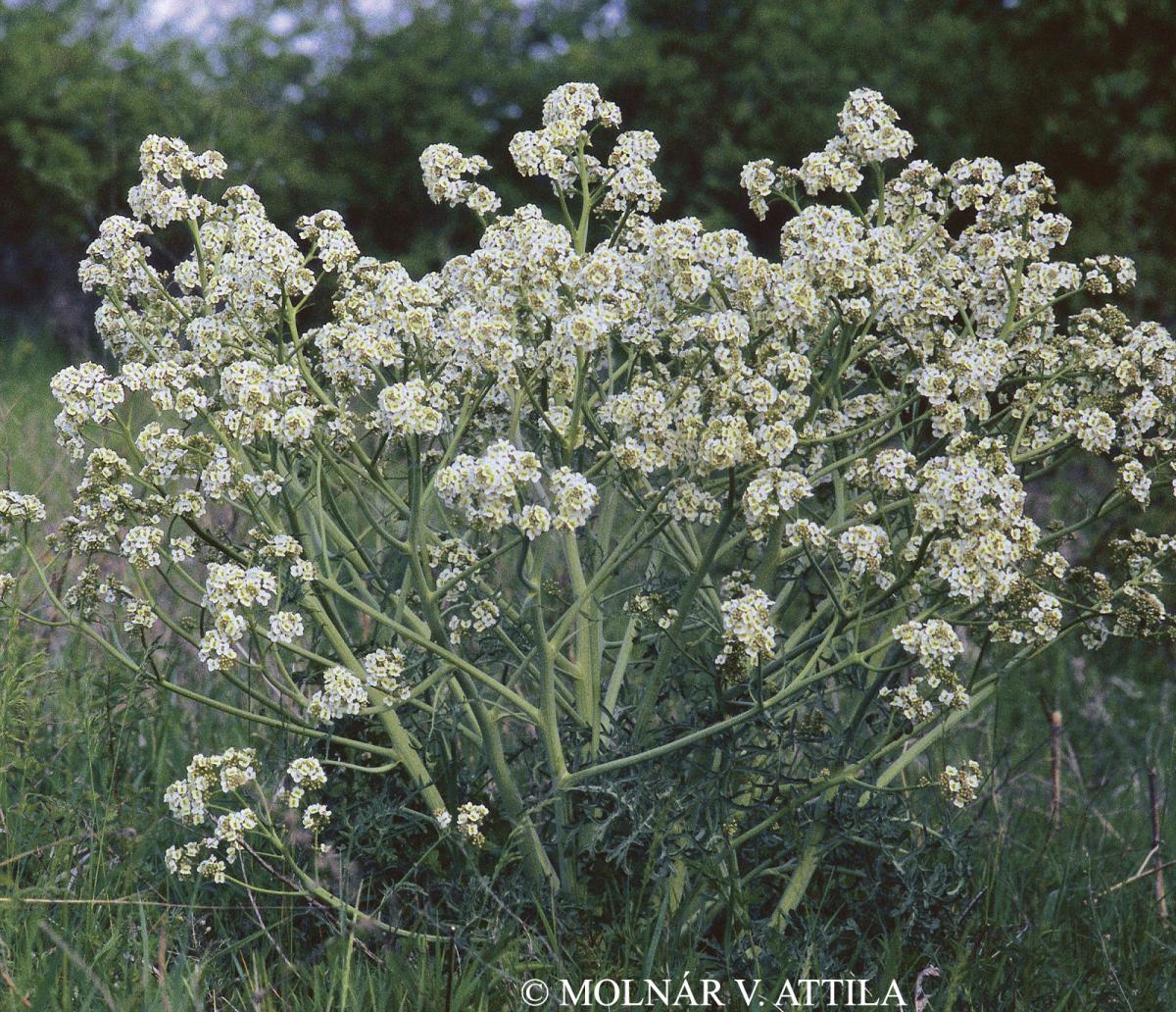 Crambe tataria Sebeók