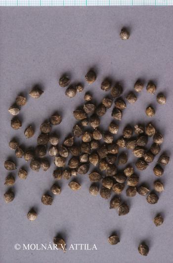 Crambe tataria Sebeók 4.Image