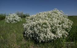 Crambe tataria Sebeók 2.Image