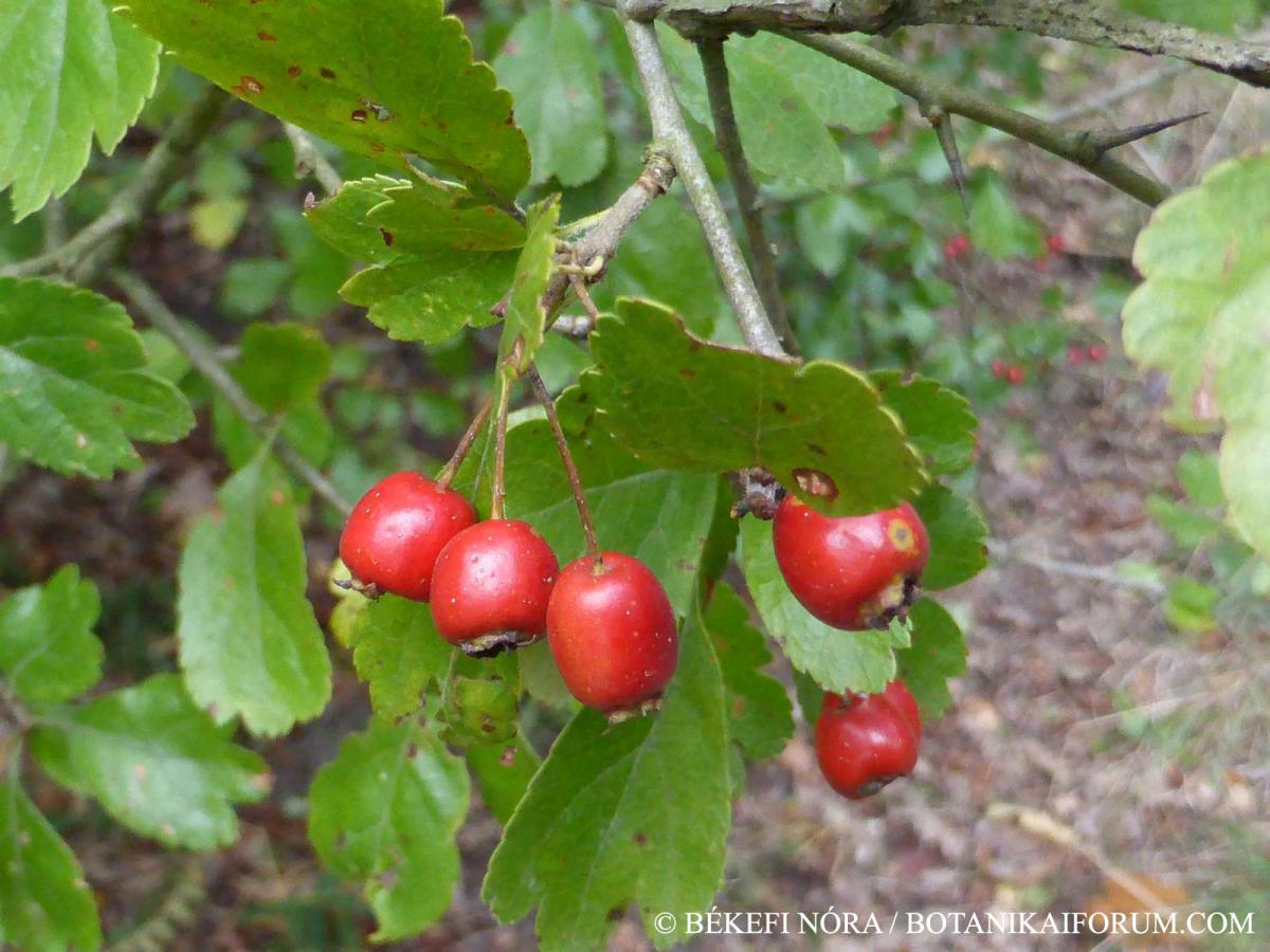 Crataegus laevigata agg.