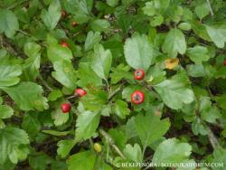 Crataegus laevigata agg. 2.Image
