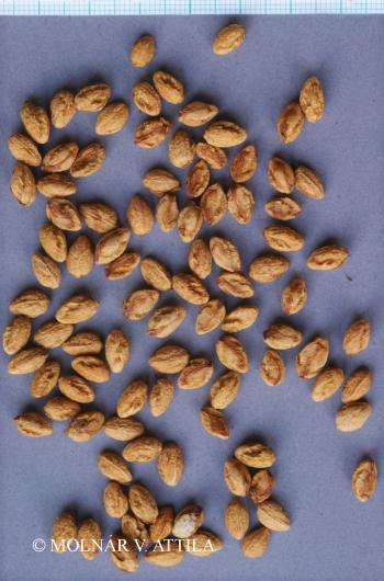 Crataegus laevigata agg. 3.Image