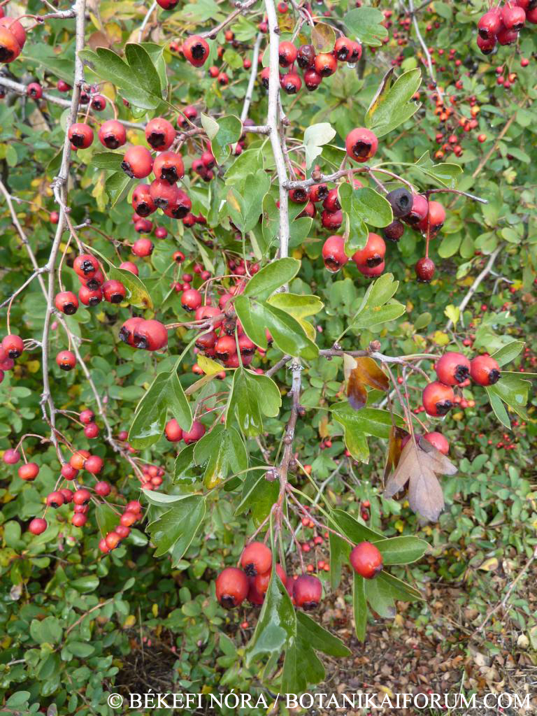 Crataegus monogyna agg.