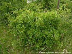 Crataegus monogyna agg. 2.Image