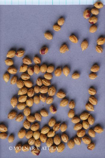 Crataegus monogyna agg. 3.Image