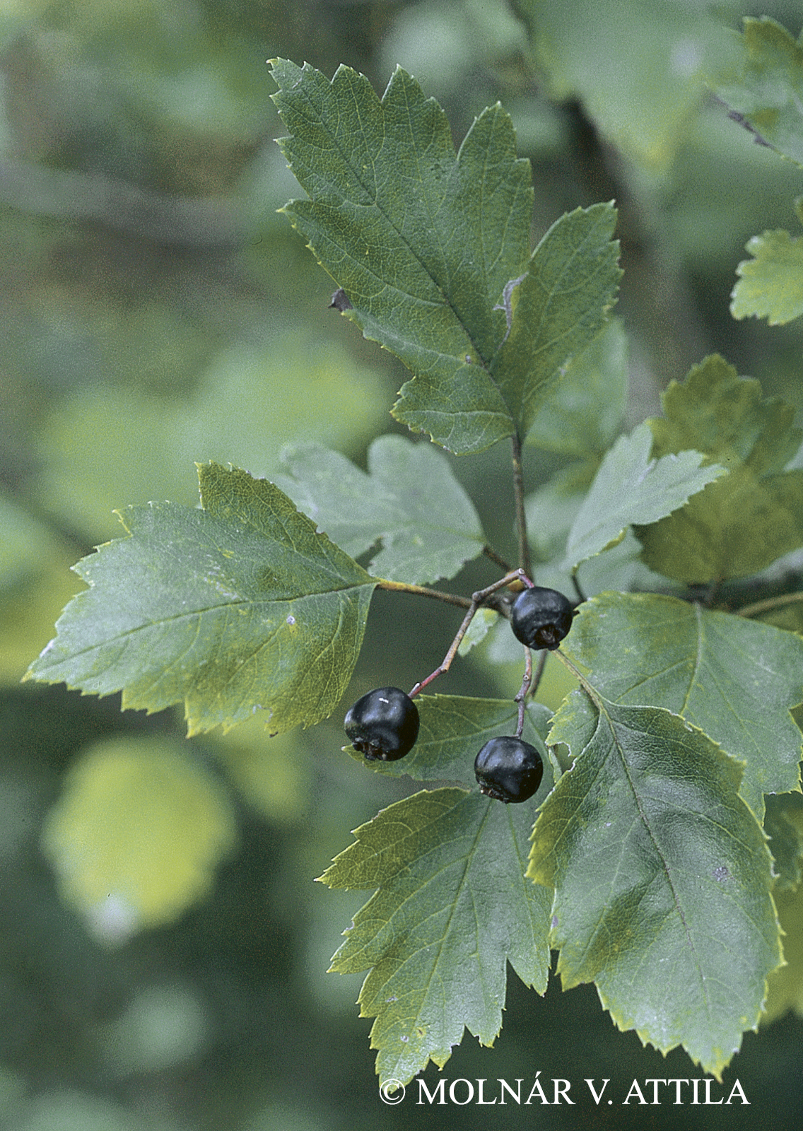 Crataegus nigra Waldst. et Kit.
