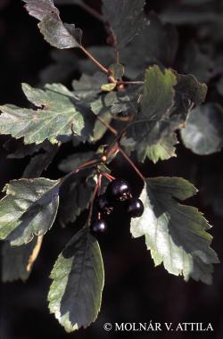 Crataegus nigra Waldst. et Kit. 2.Image