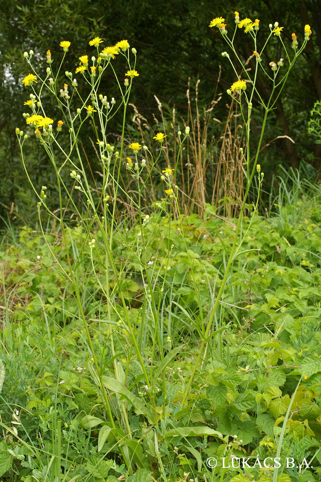 Crepis biennis L.