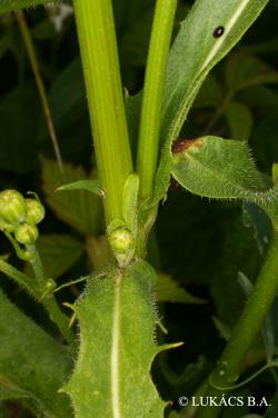 Crepis biennis L. 2.Image