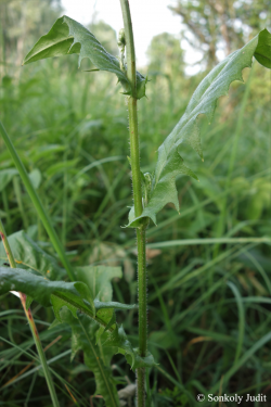 Crepis biennis L. 4.Image