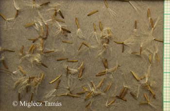 Crepis biennis L. 5.Image