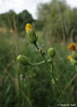 Crepis biennis L. 3.Image